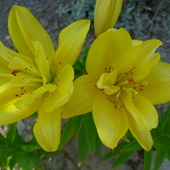 Lilia żółta