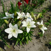 Lilie białe