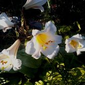 liliowce ( lilia trąbkowa)