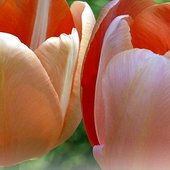 Maj - Tulipany