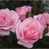Majko- Marto - Miłośniczko róż