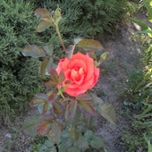 moja róża