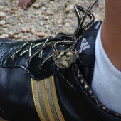 Motylkowi  najpierw spodobał się but