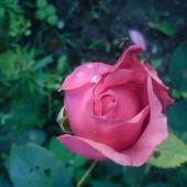 muszka i róża :-)