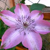 Na Dobranoc Clematis