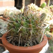 Notocactus Subammulo