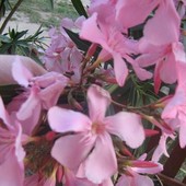 oleander- różowy