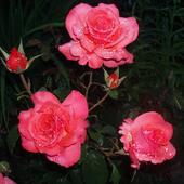 Piękne róże z kropelkami deszczu (padało zaledwie 5 min)