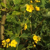 Piękne żółte kwiatki