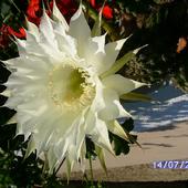 Piekny Kwiat Kaktusa