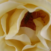 Pracowity owad w moje róży
