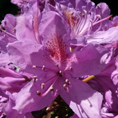 RODODENDRON