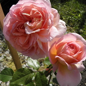 Róża ,,Charles Austin''