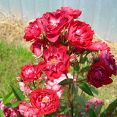 Róża czerwona drobnokwiatowa