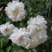 Róża miniatura biała