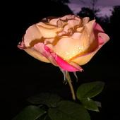 Róża nocą.Dla wszystkich którzy kochają te kwiaty.I dla tej Jednej jedynej osoby.