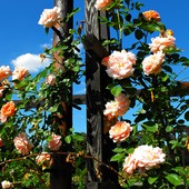 Róża przy pergoli