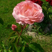Róża Różowa Raba