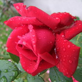 Róża w deszczu