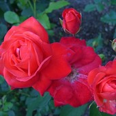 Róża w pięciu odsłonach