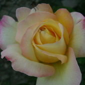 Róża - zdjęcie robione przed chwilą:)