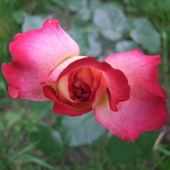 Róża Ze Skrzydełk