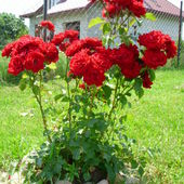 Róże czerwone rabatowe