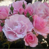 Róże różowe dla Czesi - solenizantce dzisiejszej