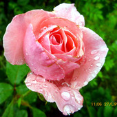 Róze w deszczu