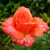 Róże w deszczu