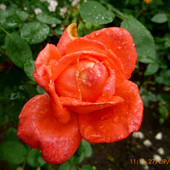 Róże w deszczu