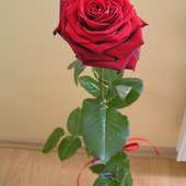 Róża dla Halinki