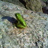 ...siedziała żabka na kamieniu...;p