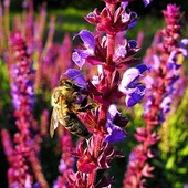 Szałwia omszona i pszczółki