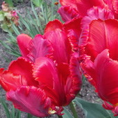 Tulipan (Rococo)