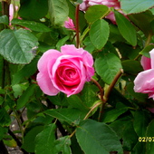 W ogrodzie różanym