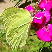 zielony motylek