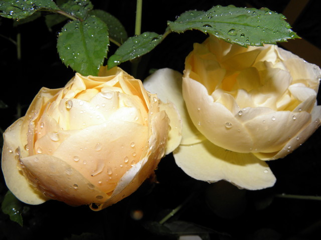 'Graham Thomas'  róża