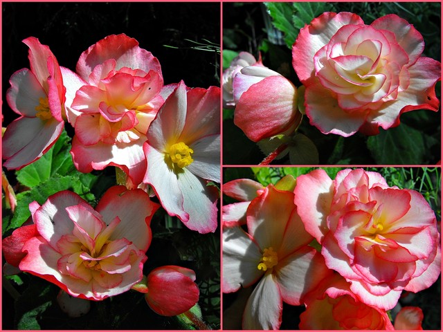 Begonia biało różowa