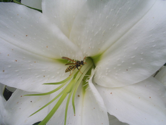 bzyczek na lilii
