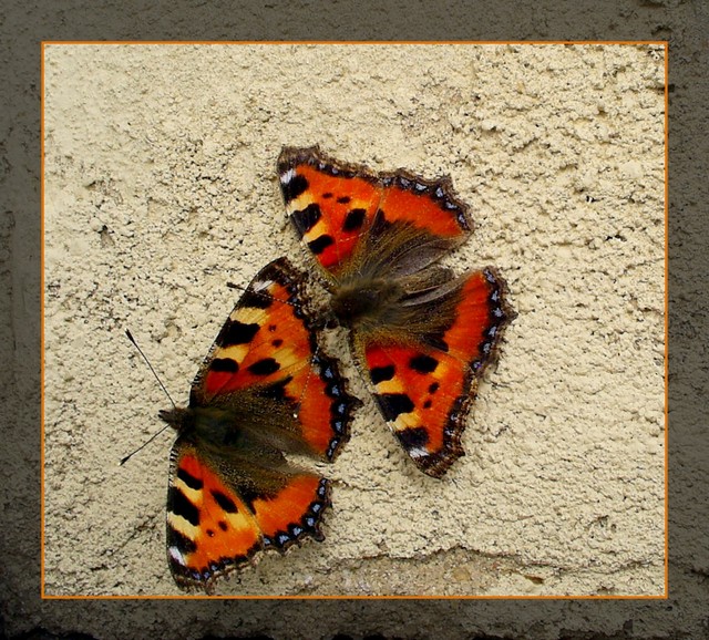 dwa motylki
