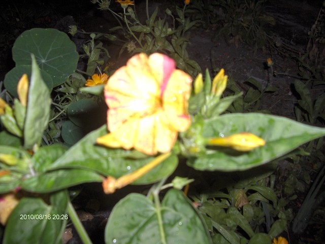 Dziwaczek ..kwiat po otworzeniu odmina mieszna z zolty i fiolet