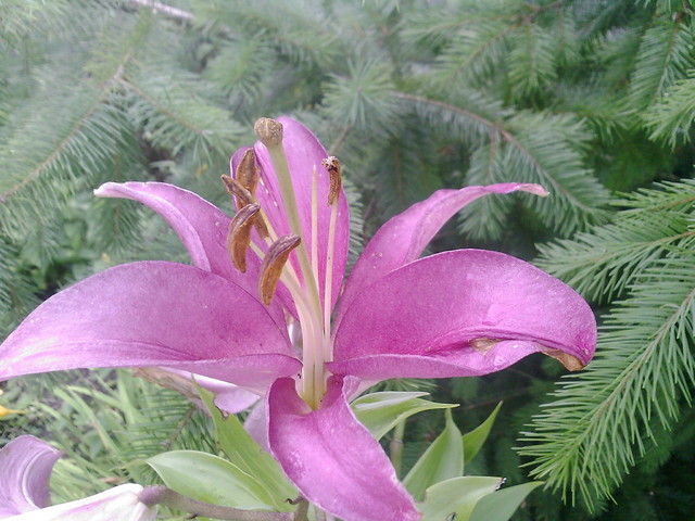fioltowa lilia