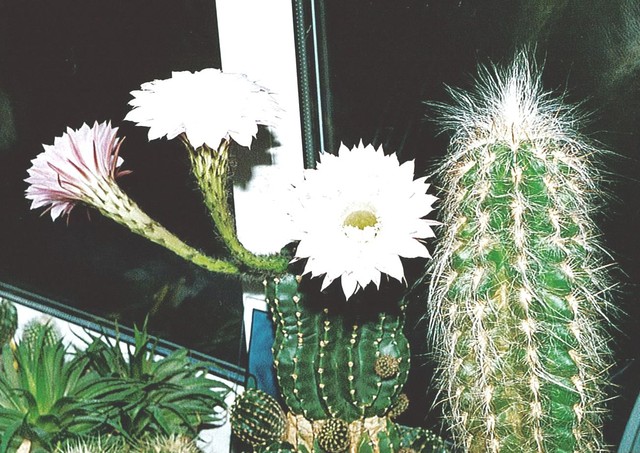 kaktus kwitnacy