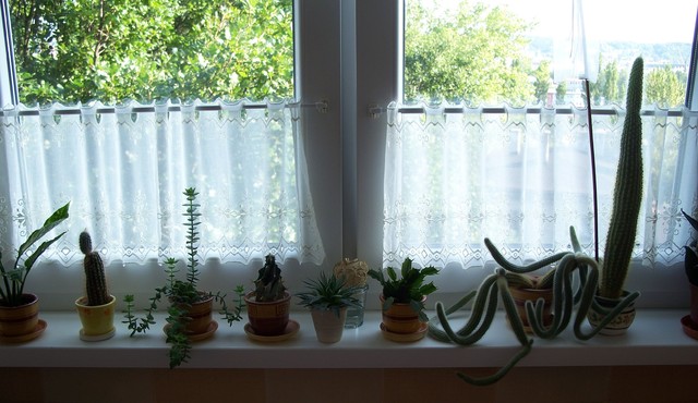 Kilka moich kaktusików