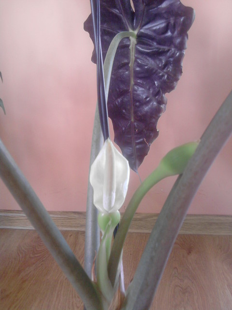 kwiat alokazji:)