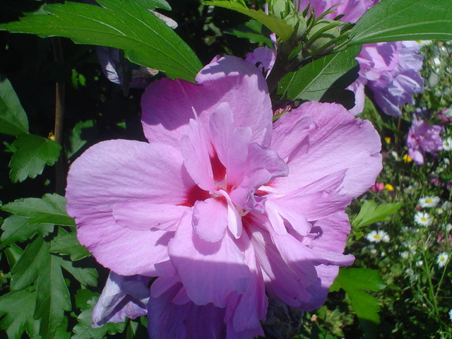 kwiat hibiskusa