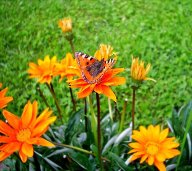 motylek w kolorze orange :)