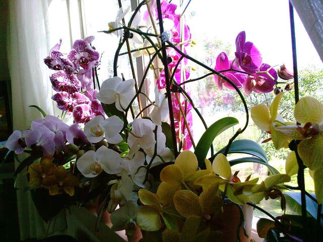 Orchidejki...