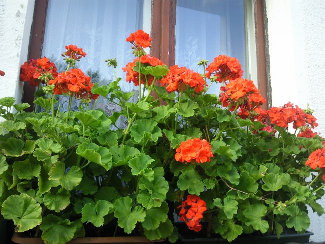 pół okna w kwiatach